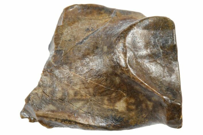 Fossil Triceratops Shed Tooth - Wyoming #364335